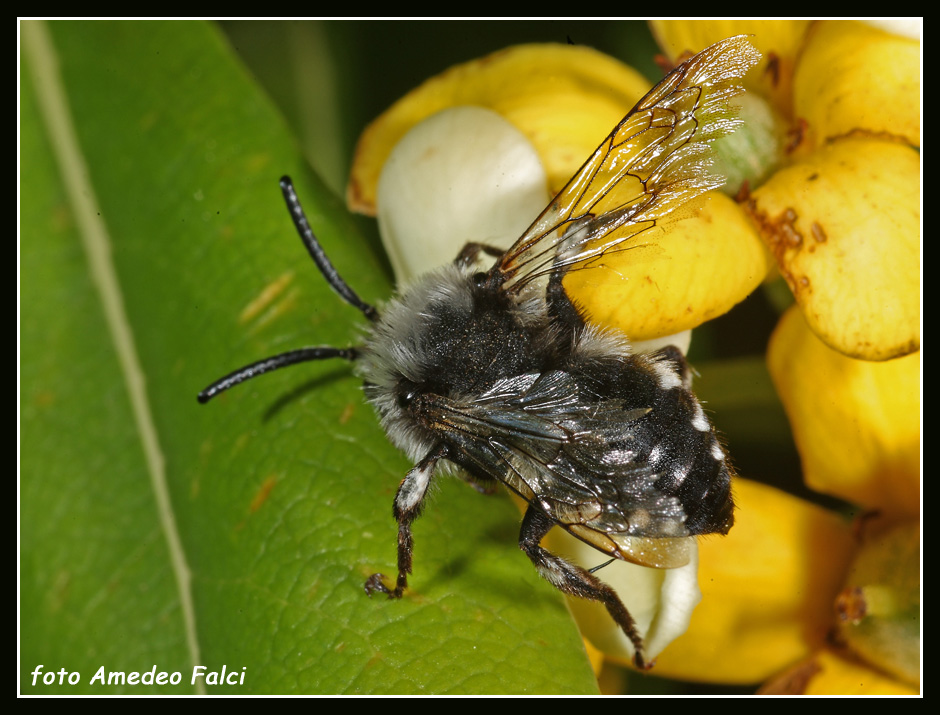 Dalla Sicilia:  Melecta luctuosa M (Apidae Anthophorinae)